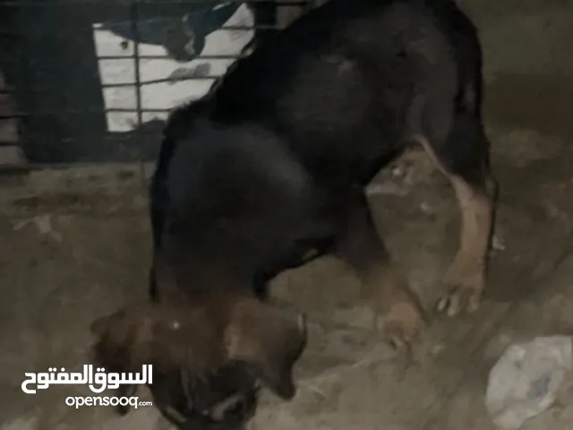جرو دوبرمان ذكر العمر شهرين ونص