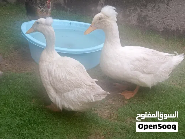 بط بكيني  ريش على راسهم بط بكيني ريش على راسه بط بكيني ريش على الراس