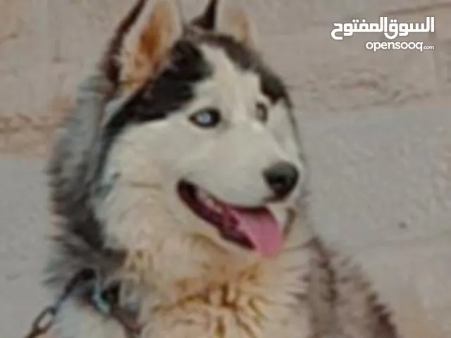 كلب هاسكي بجننن