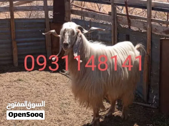 المكان القربولي
