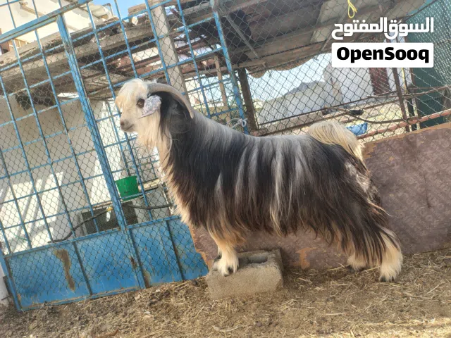 تيس من حلال الرحووب  للبيع