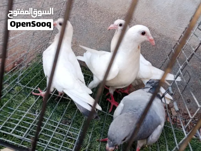 متاح 4 فراخ و طيره هزاز للبيع