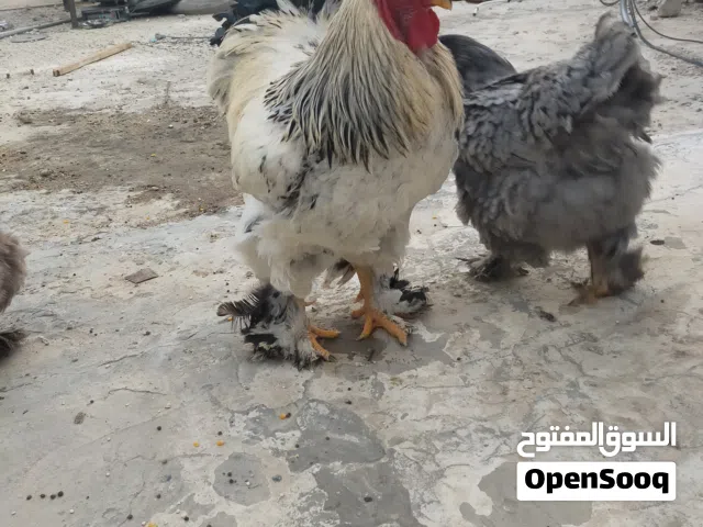 بيض دجاج برهامي نخب مكفول ميه بلميه سعر البيضه دينار