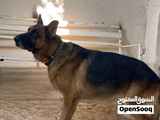 كلب جيرمن شبرد ورك لاين ذكر العمر 3 سنين مع دفتر تطعيماته السعر علا السوم