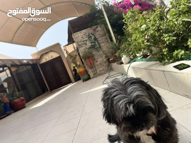 Shih tzu for sale