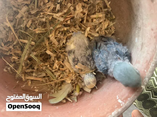 طيور روز للغر انتاج محلي بالجمله والمفرد