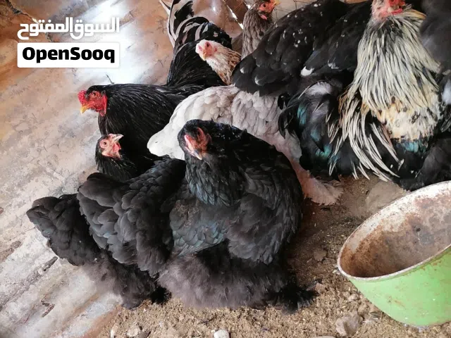 دجاج وحمام للبيع