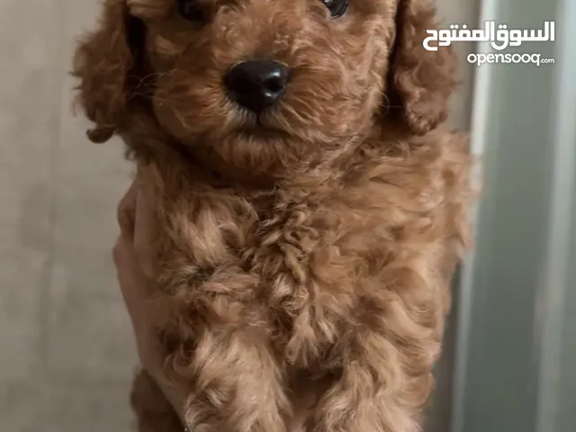 كلب بودل جرو انثى poodle