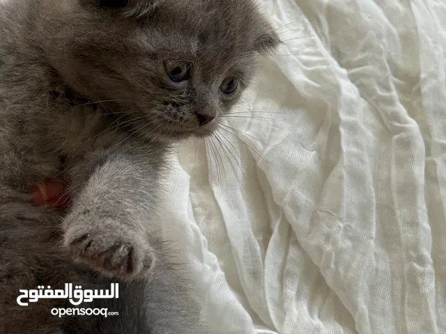 قطط سكوتش فولد و سكوتش ستريت ( انثى)