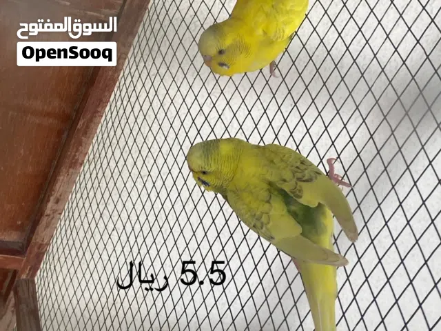طيور للبيع نوع روز