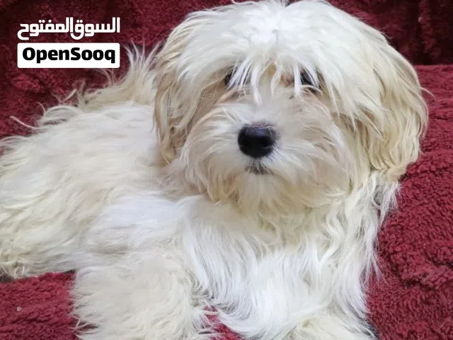 كلاب للبيع بسعر مناسب بالبصره