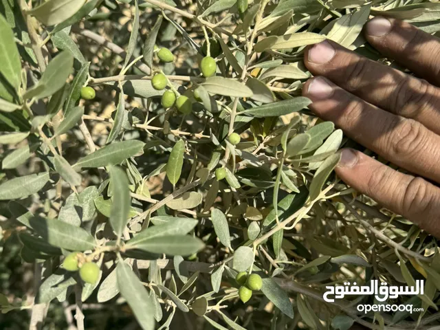 مزرعة زيتون للبيع فرصة استثمارية رائعة