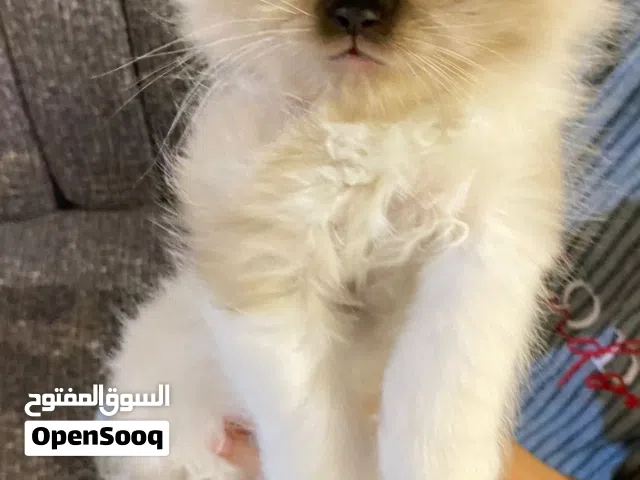 قط للبيع من أب شيرازي وأم هملايا