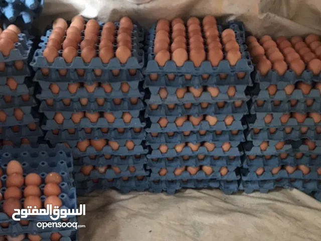 بيع جميع انواع البيض بي جملة