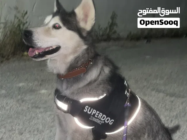 انثا هاسكي  سايبيري للبيع لعدم التفرغ اقرا الوصف