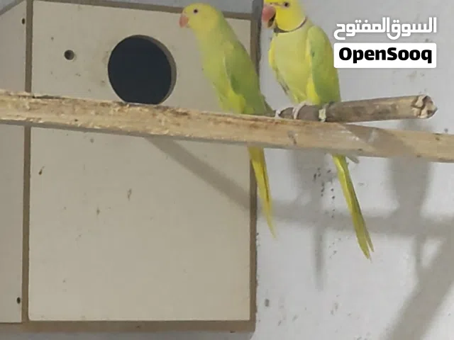 زوج دره اوبلاين ماكس راس وذيل أصفر منتجات ومضمونات التفاصيل بالشرح