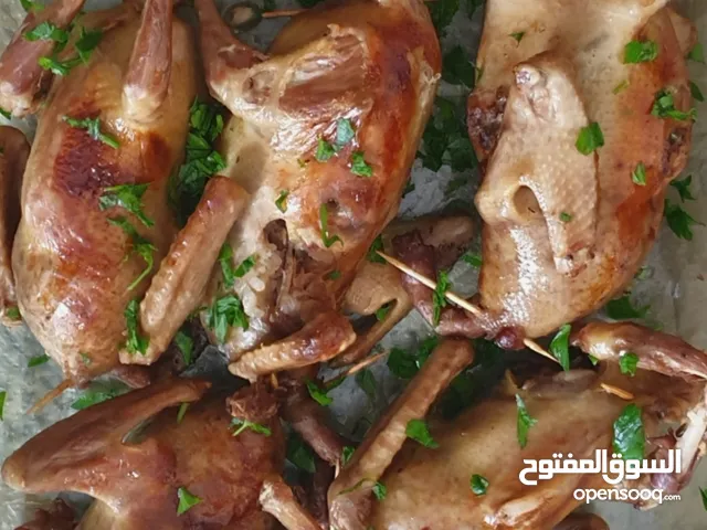 زغاليل حمام ، جملة ومفرق 69 درهم للزوج فقط دبي