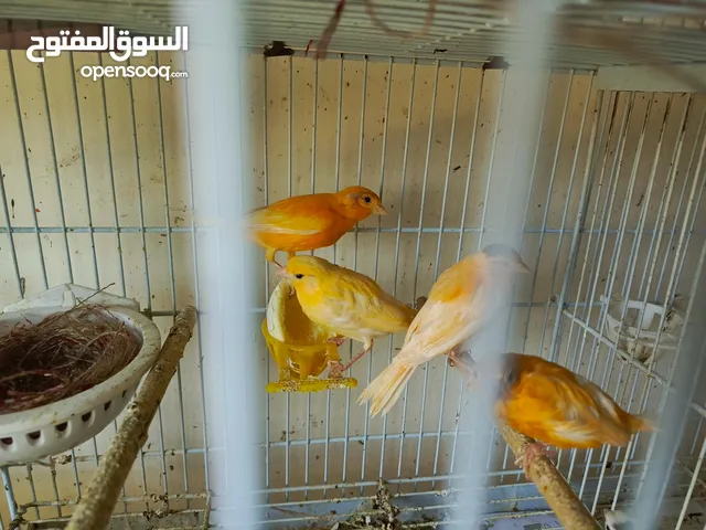 جوزا كنار تحتها فراخ وطواير تحتها فراخ فراخ كنار عدد 10