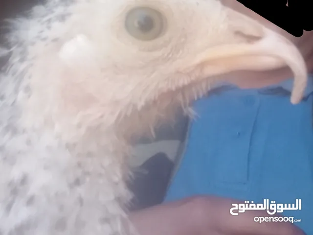 دجاج نادر للبيع