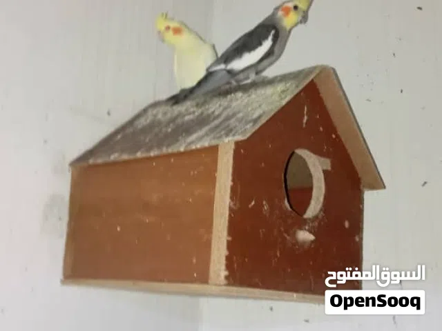 كوبية كوكتيل للبيع طرابلس