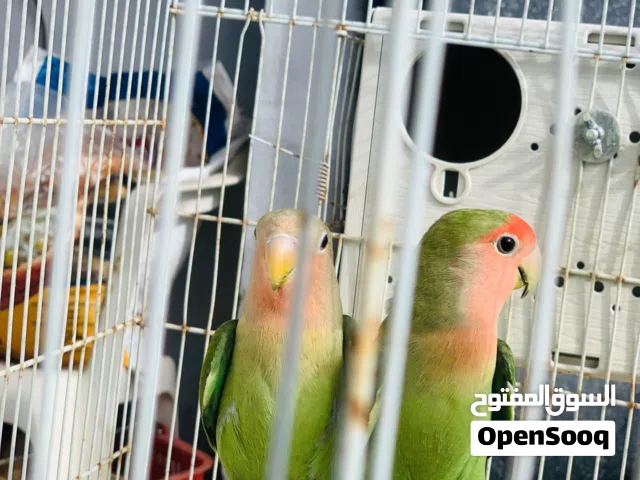 كوبيه بركديلو مصوقره ربي يبارك