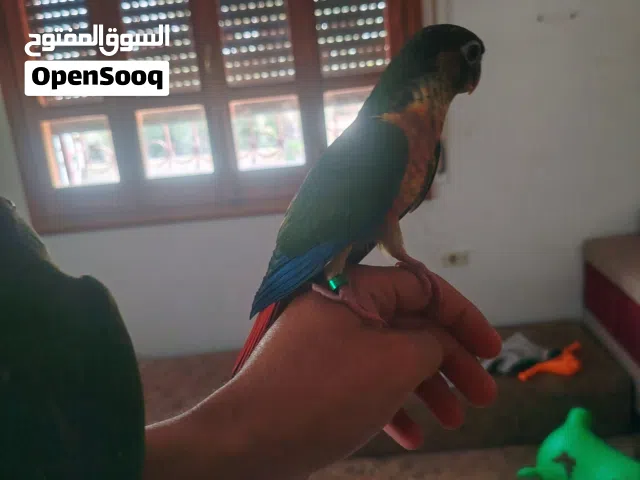 كنيور ربي يبارك