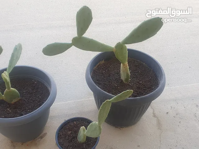 Cactus plants three vases نبات الصبار