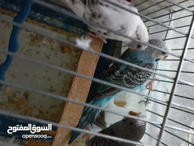 طيور حب بادجي عدد 6 ..العمر اكثر من 6 شهور.. العر 23 دينار انثى حب جاهزة فل الفل .. الحبة 5 دنانير