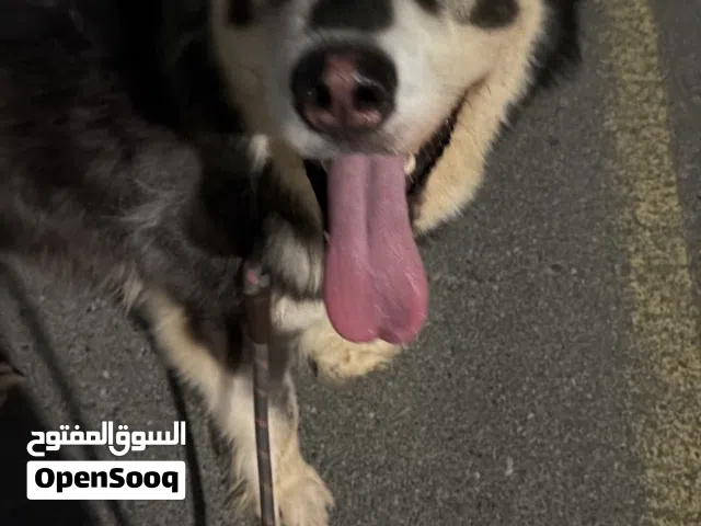 هاسكي مالموت طالبه التزاوج