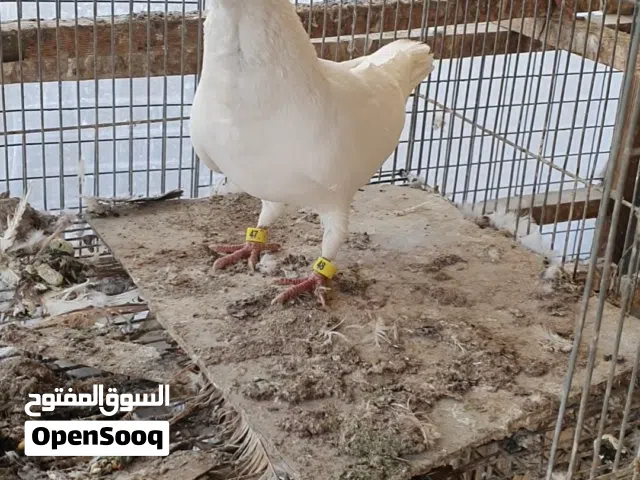 متاح تك فحل مكان بغداد نفق الشرطة لا يوجد توصيل متاح تك فحل