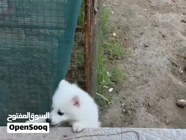 Pomeranian white