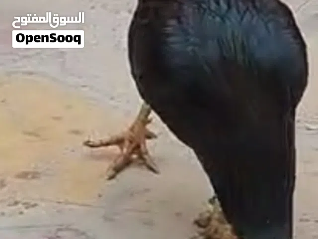 متاح ديج عرب اسود