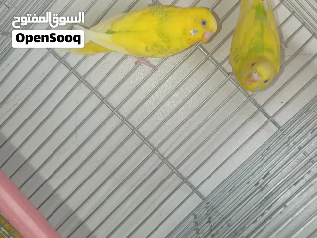 زوز كوبيات باقلينوا