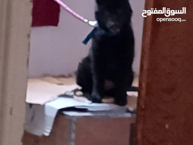رويل بلاك عمري 3 شهور واخد تطعيمو كامل ومعاها دفتر