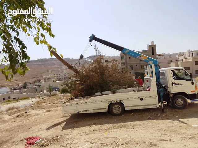 قص و إزالة الشجر و النظافة العامة قص أشجار و إزالتها