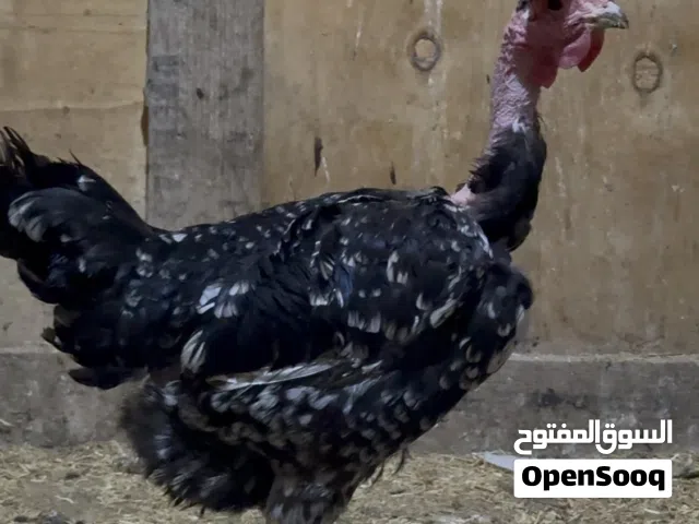 ديج ودجاجه ورد الباكله للبيع