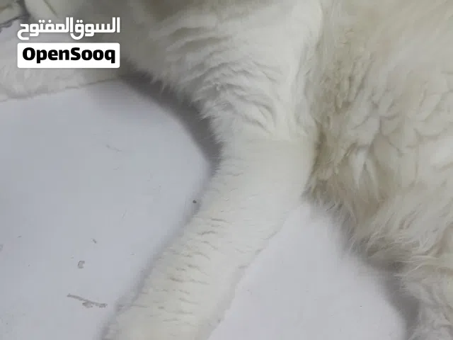 قطة طالبة تزاوج للتبني