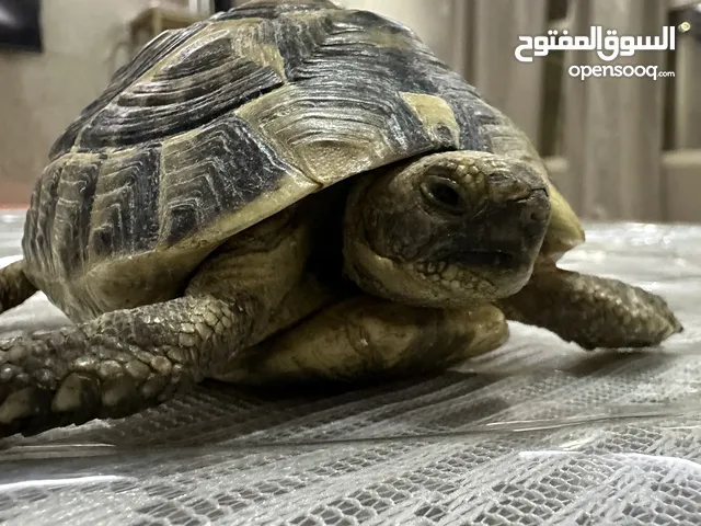زوج سلاحف سوري
