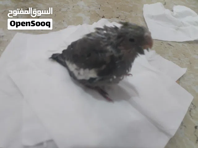 كوكتيل صغير