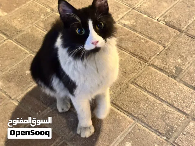 قطة اليفة ولعوبة للتبني  cat for adaptation