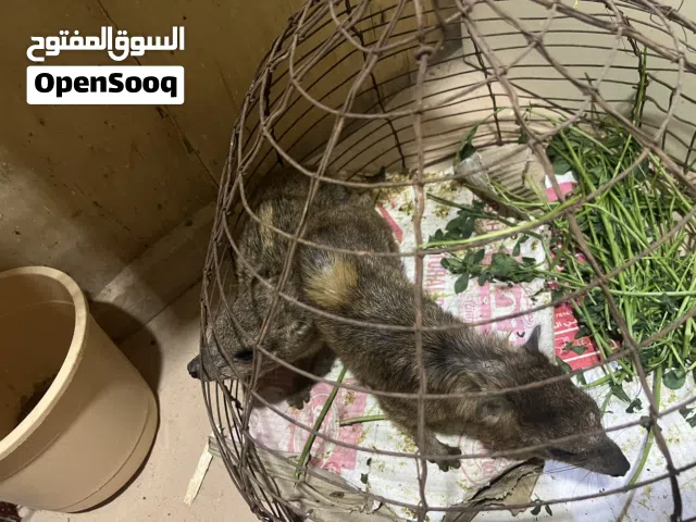 وبر بري - صخري - منتج  حاجه حلوه جدا لعشاق هذا النوع من الوبر مضمون صحيا وانتاجا (( انثى - وذكر))