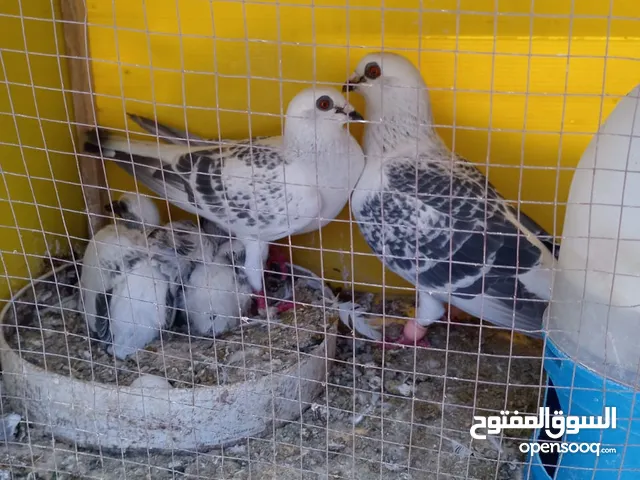 جواز حمام حلوين وشغالين