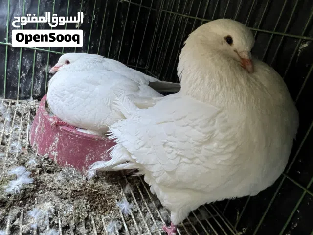 حمام للبيع