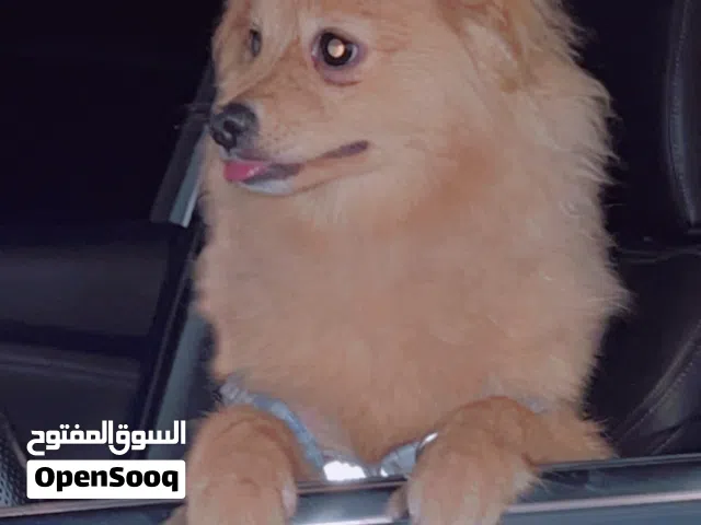 Pomeranian Puppy With All Equipment- كلبة بوميراني مع جميع الملحقات