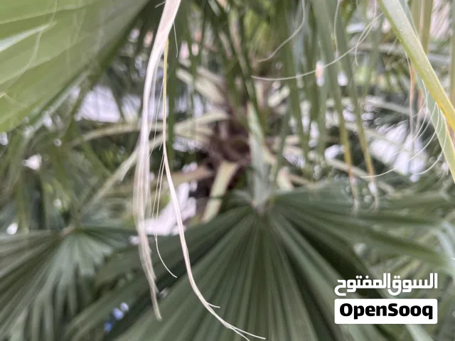 شجره نخيل للبيع