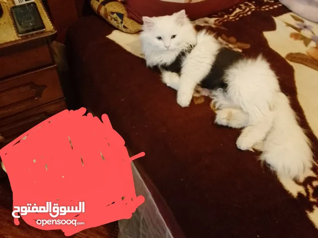 للبيع قطه شيرازي ماكس تركيه عيون ملونه كل عين شكل عمرها 8 اشهر ماخذه جميع المطاعيم وبيتوتيه