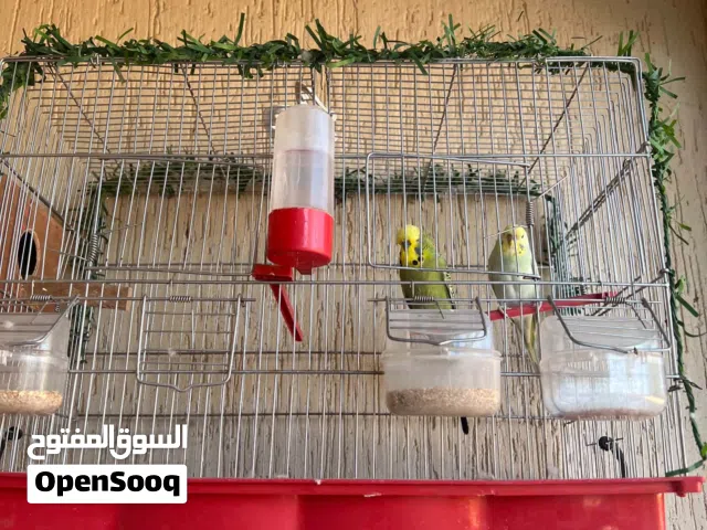 عصافير للبيع
