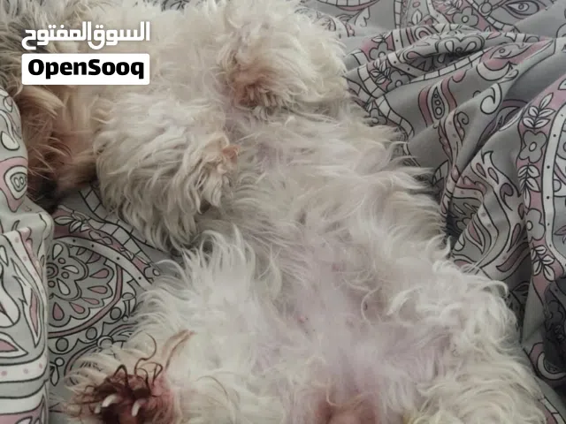 Havanees Dog for free adoption