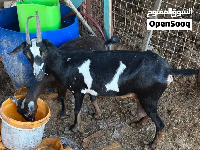ماعز قطري  التنومه نهر حسن