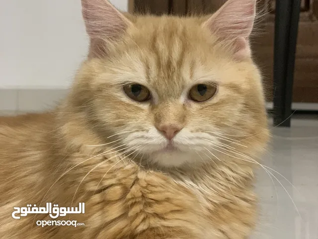 قطط شيرازي و سكوتش مكس للبيع انثى